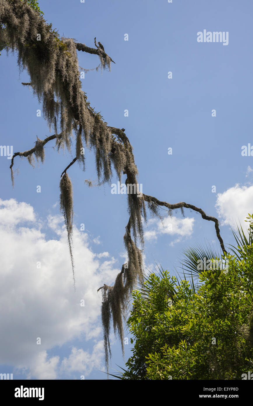 Rainbow Springs State Park è la sorgente del fiume arcobaleno in North Central Florida. Foto Stock