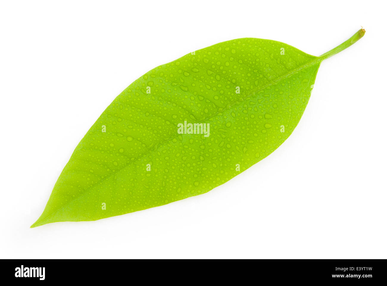 Foglia verde con gocce d'acqua Foto Stock