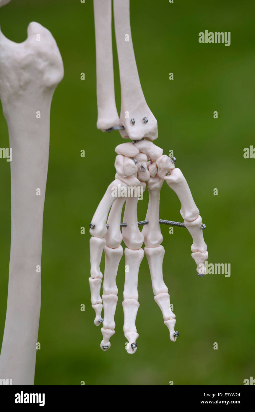 Una mano di una plastica scheletro umano Foto stock - Alamy