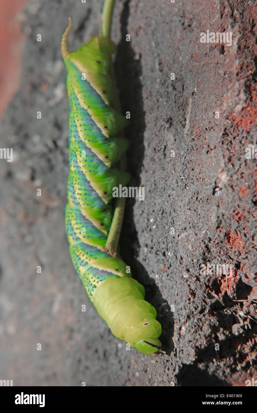 La morte della testa (Hawkmoth Acherontia atropo) Caterpillar Foto Stock