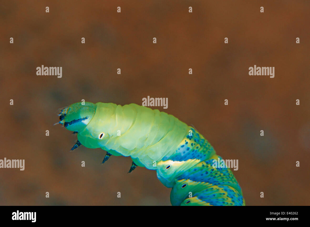 La morte della testa (Hawkmoth Acherontia atropo) Caterpillar Foto Stock