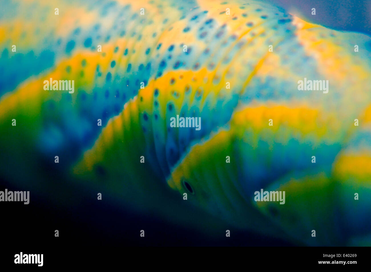 La morte della testa (Hawkmoth Acherontia atropo) Caterpillar Foto Stock