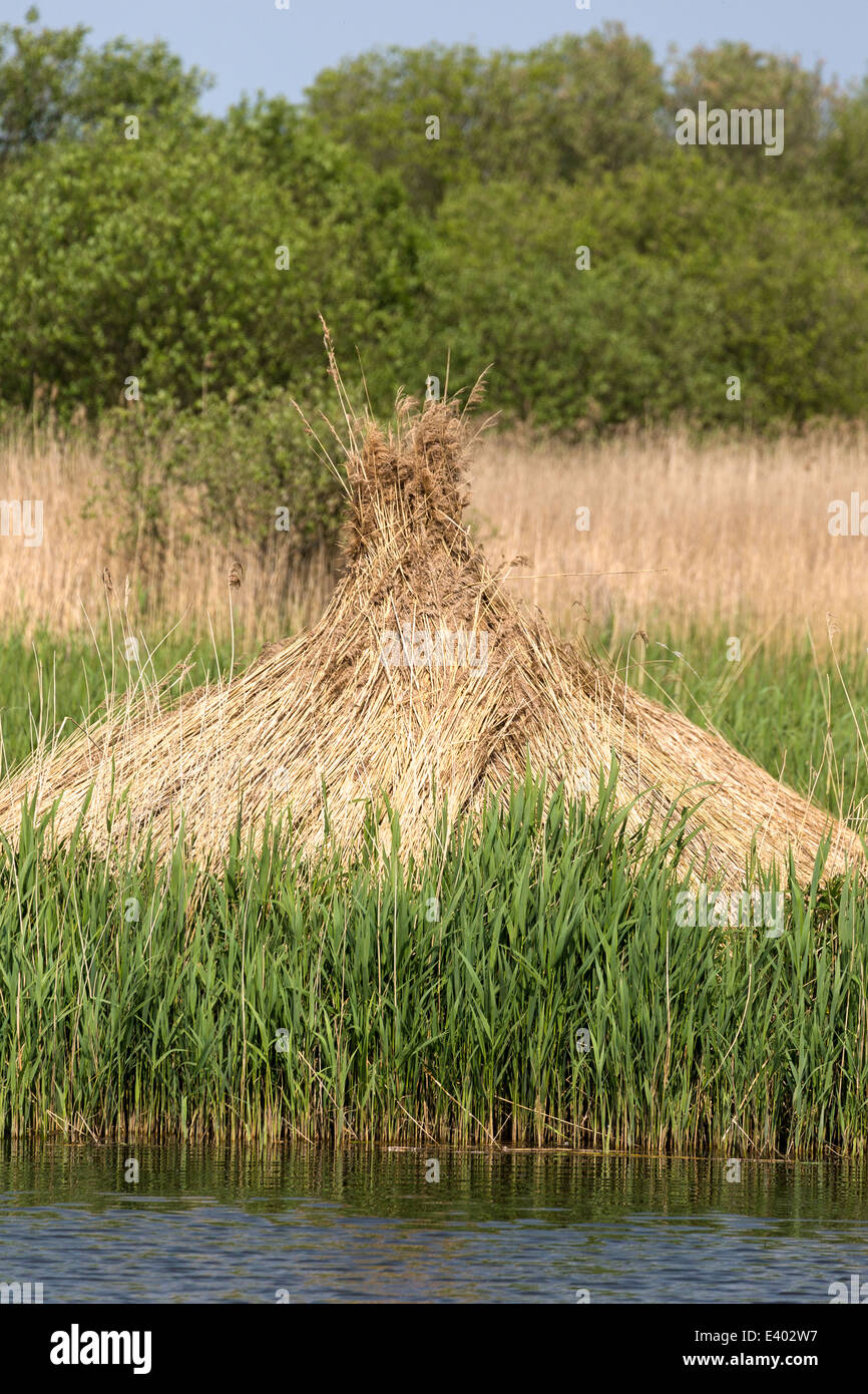 Pettine di taglio e di preparazione al Ward Marsh,Norfolk, Inghilterra, Regno Unito Foto Stock