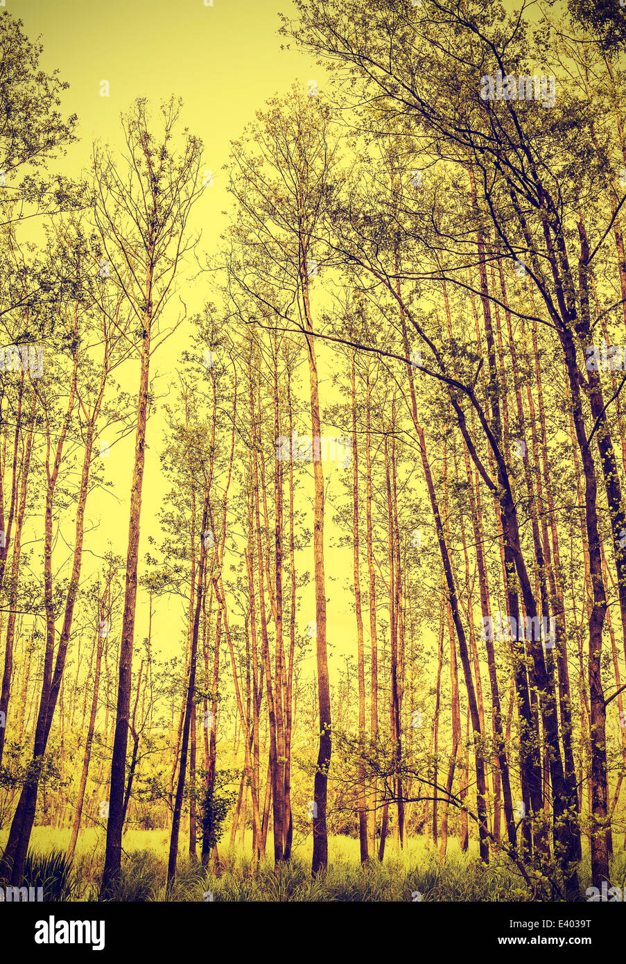 Natura pacifica sfondo vintage. Foto Stock