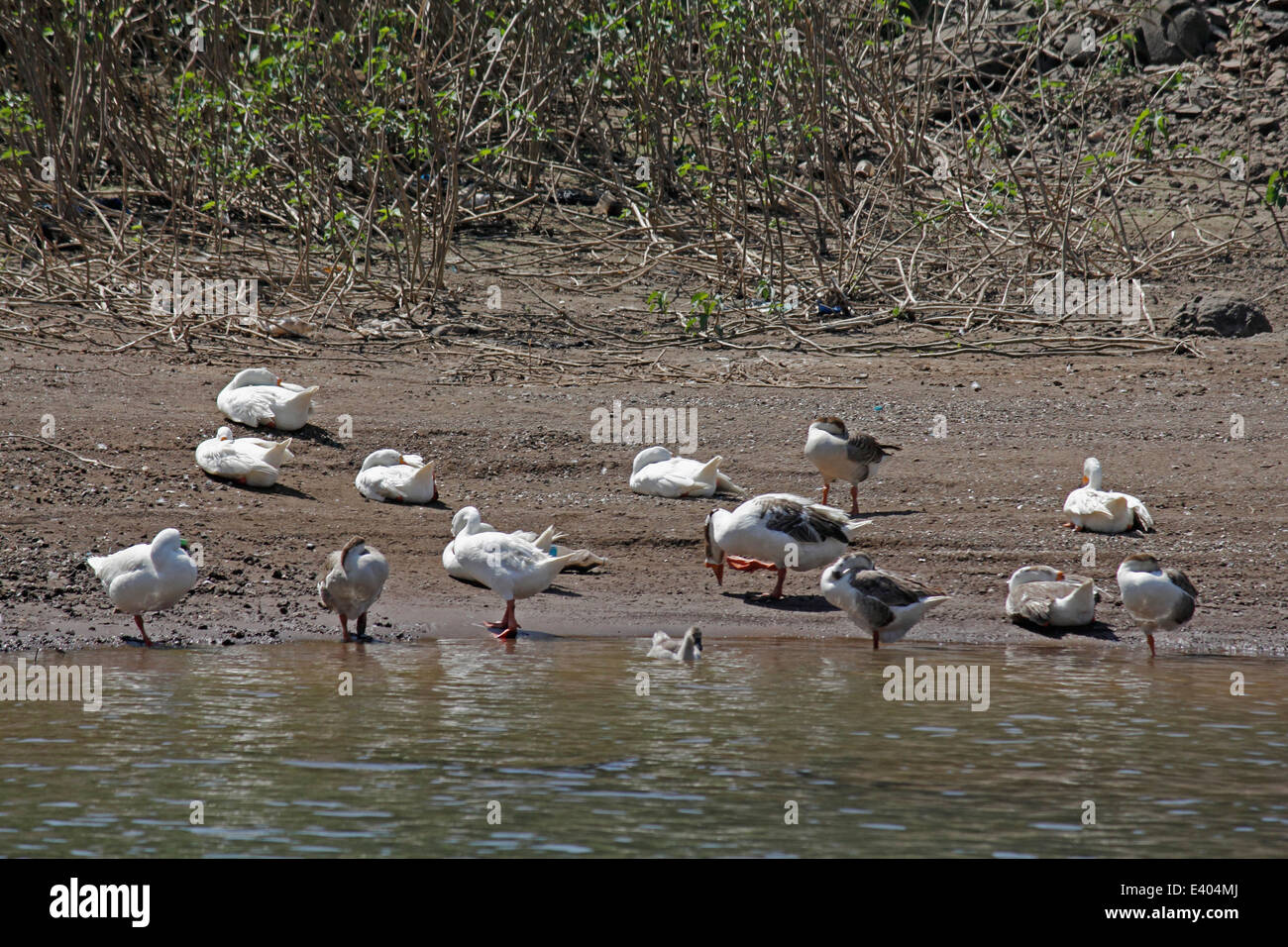 Oche domestiche sul lago Foto Stock