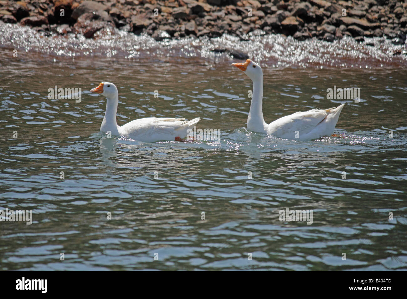 Oche domestiche sul lago Foto Stock