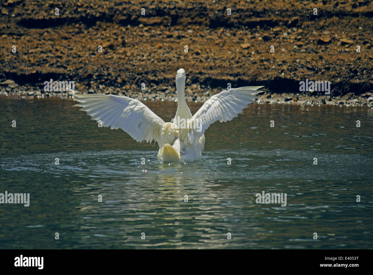 Oche domestiche sul lago Foto Stock