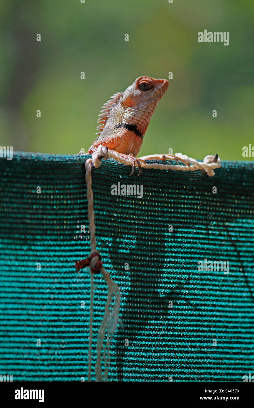 Giardino indiano Lizard (Calotes versicolor) Foto Stock
