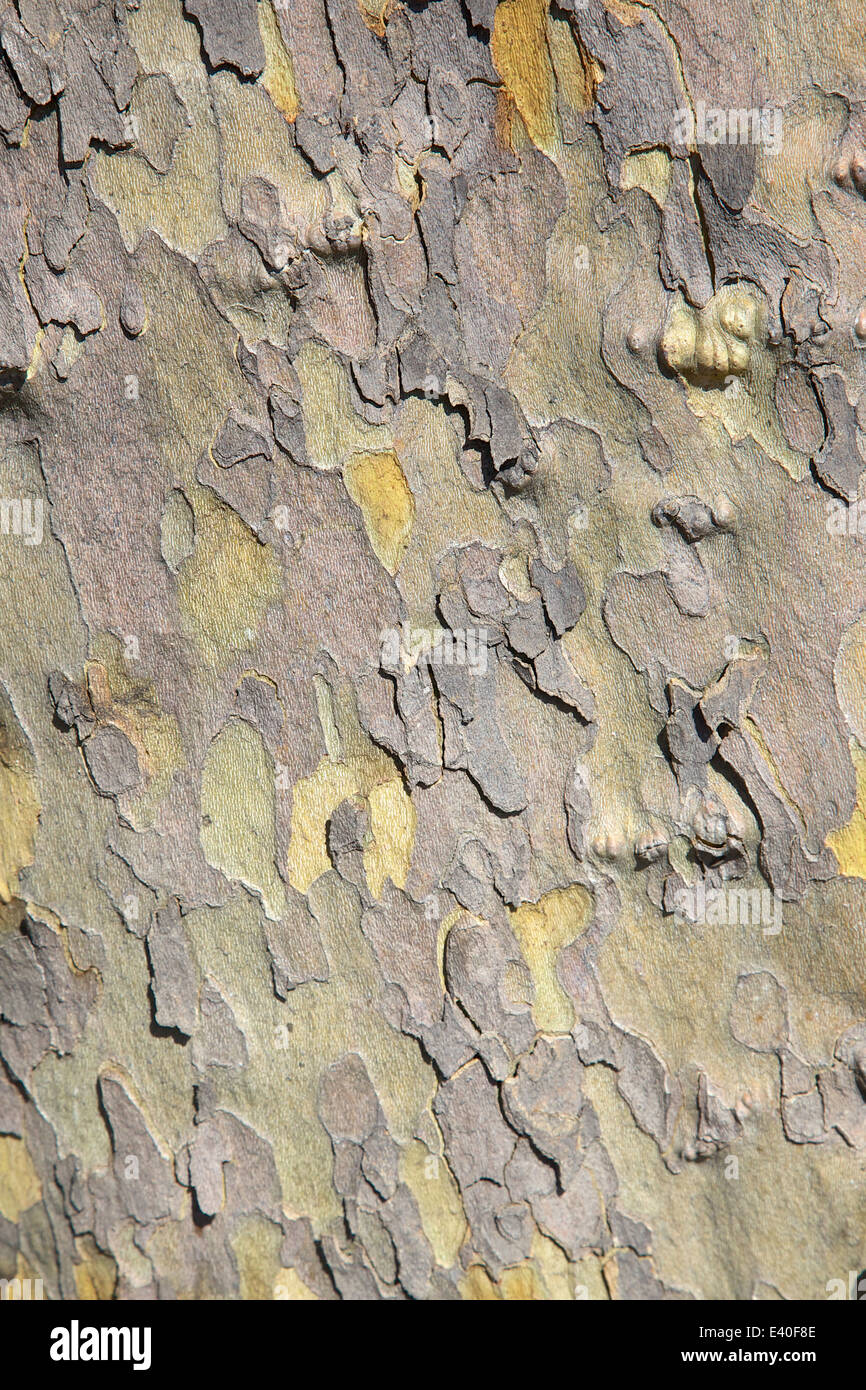 La corteccia del piano di Londra, Londra planetree, o piano ibrido, un albero in genere Platanus. Foto Stock