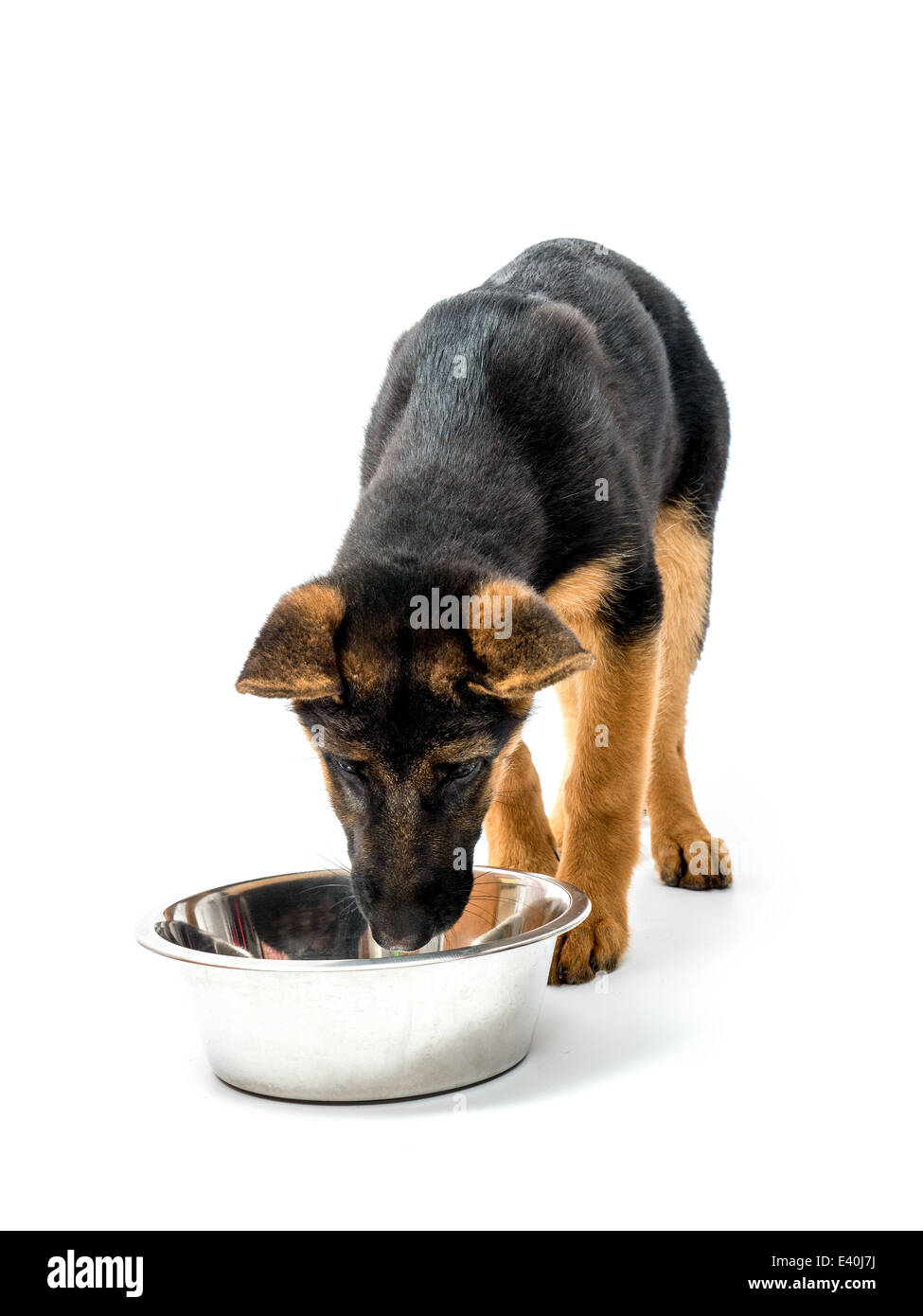 Tre mesi di pastore tedesco cucciolo di mangiare dal recipiente metallico shot su bianco Foto Stock