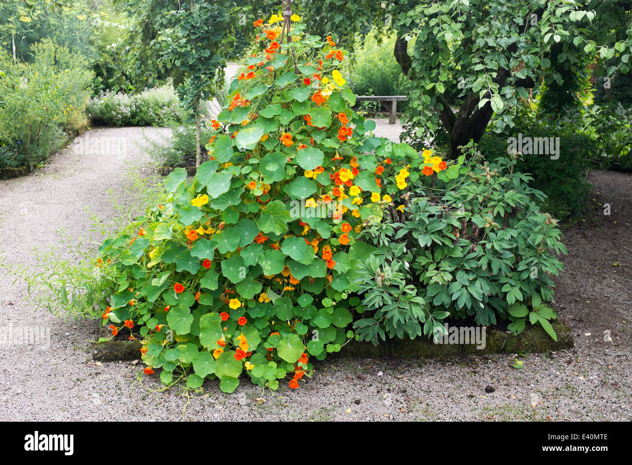 Nasturtiums il crescente a tumulo in letto giardino, UK. Foto Stock