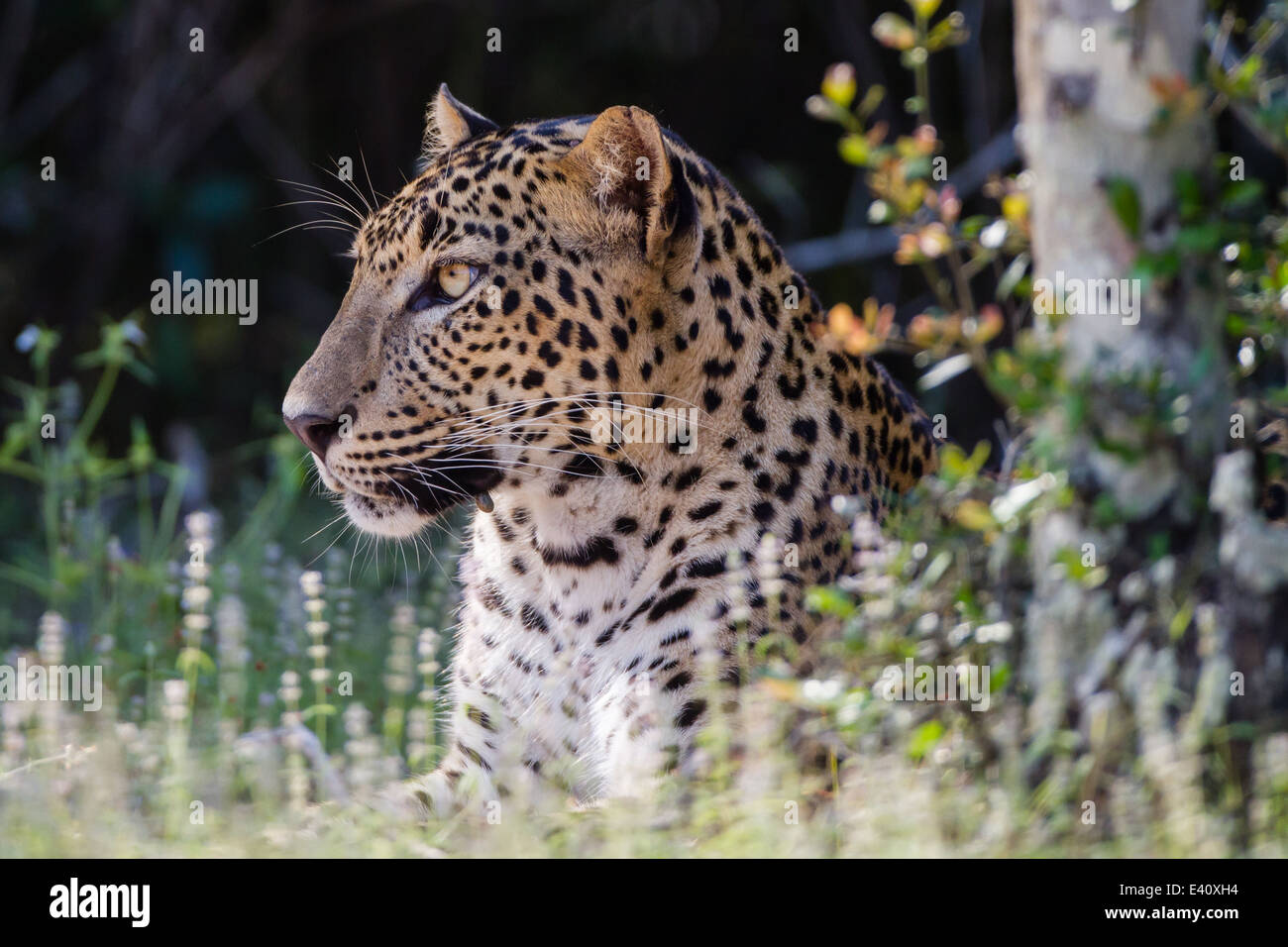 Leopard - Panthera pardus kotiya a Wilpattu NP Sri Lanka. Questo grande maschio dominante è ben noto come il maschio Talawila Foto Stock