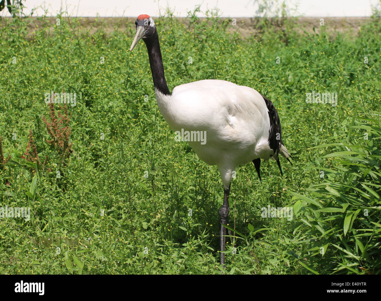 Rosso-crowned crane o gru giapponese (Grus japonensis) Foto Stock