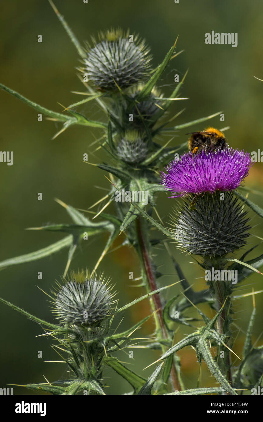 Testa di fioritura di una lancia Thistle / Bull Thistle / Cirsium vulgare con un ape off alimentazione nettare. Possibile metafora per il dolore / doloroso / Sharp. Foto Stock