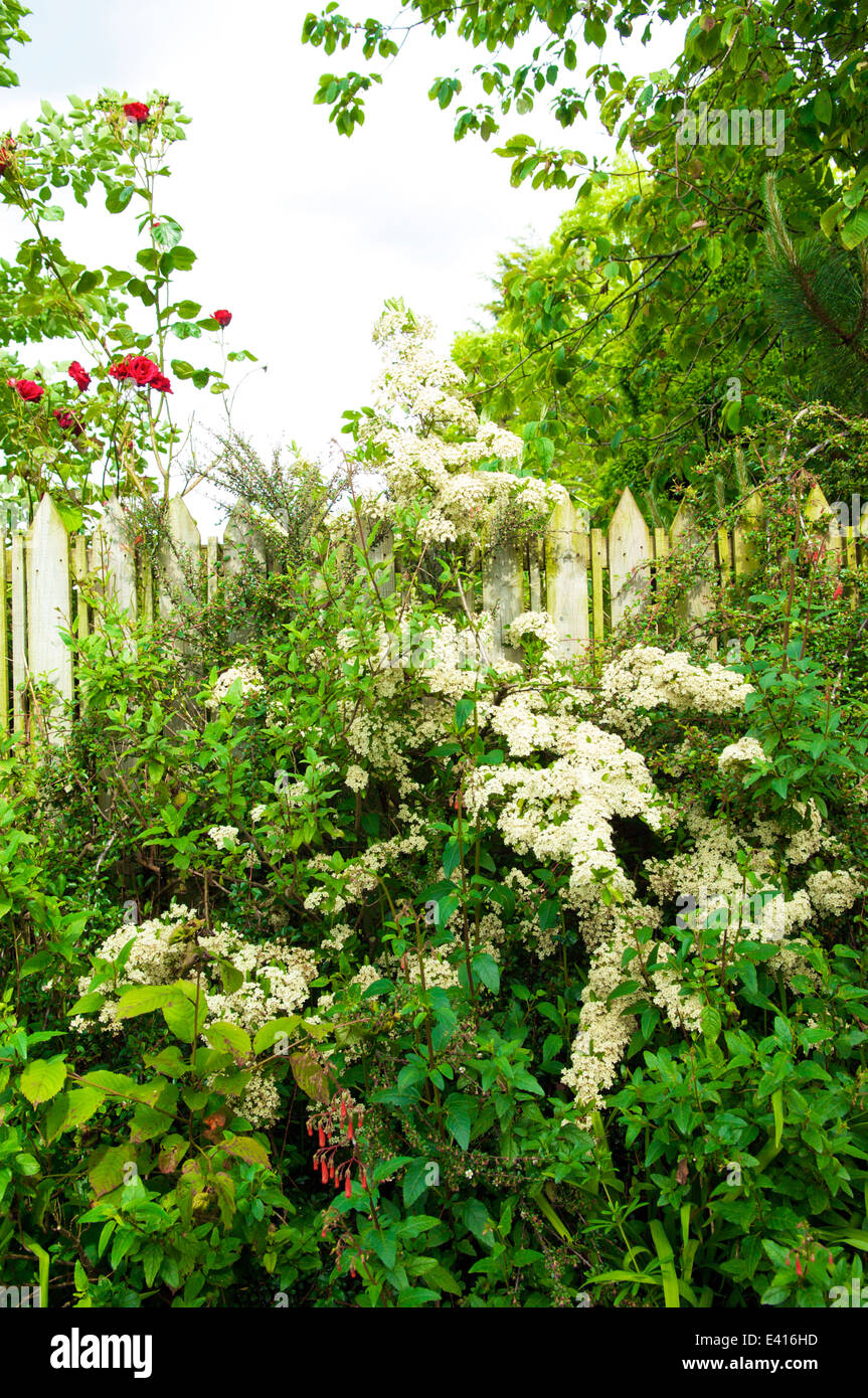 Fiori d'estate contro di legno giardino recinto Foto Stock