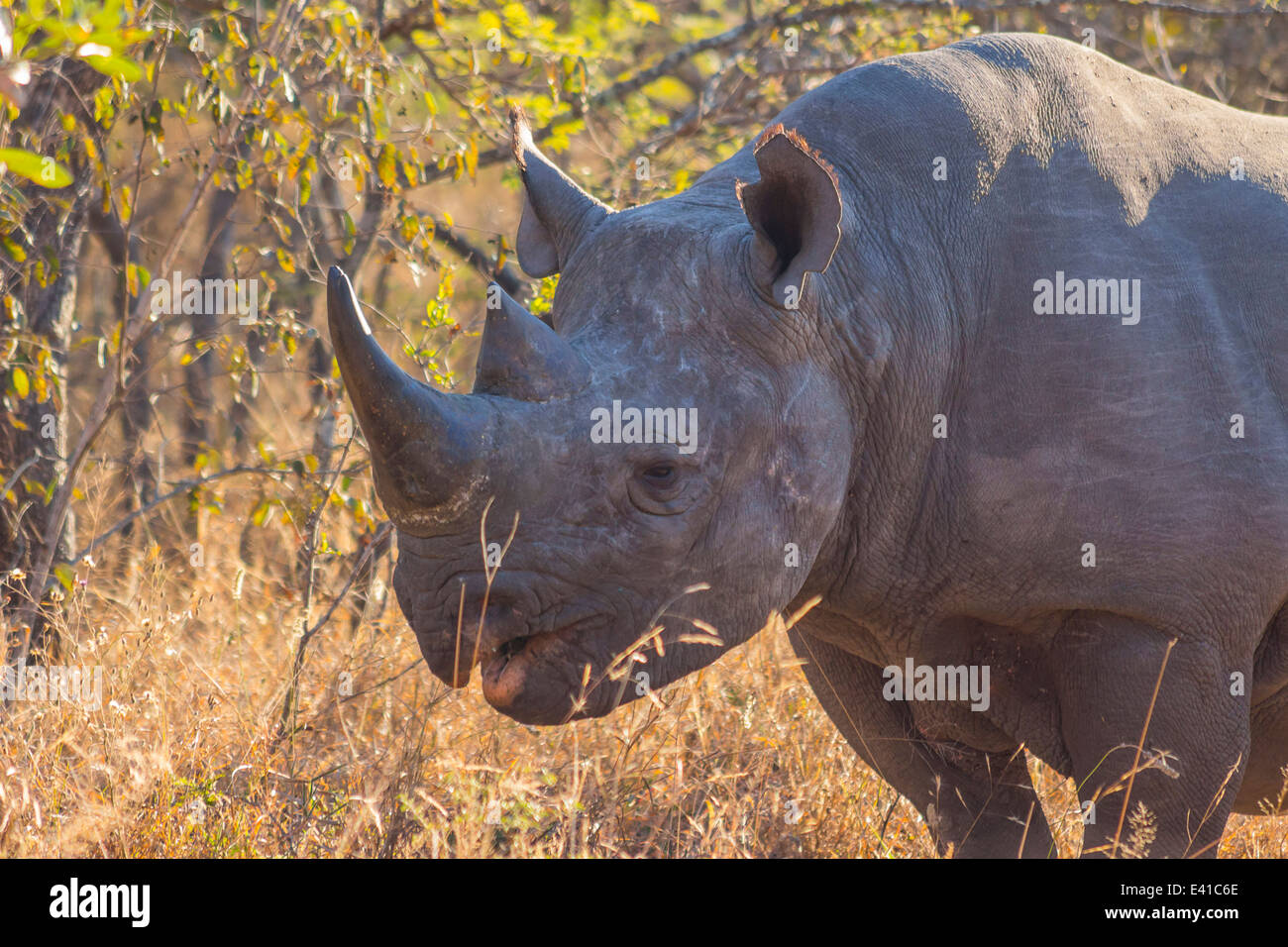 Il rinoceronte nero nel selvaggio Foto Stock