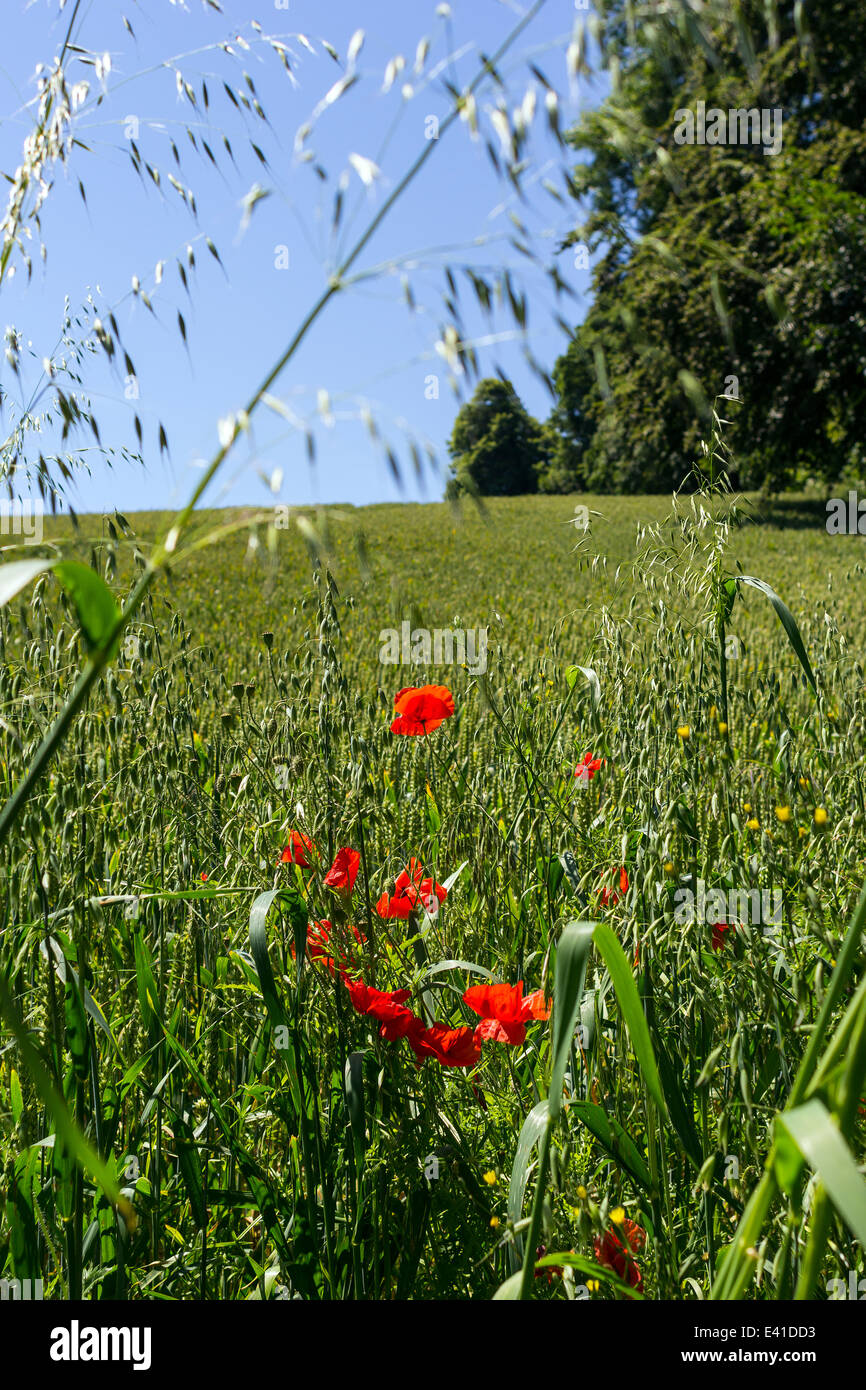 Verde Antico sulla pista del sud ovest via costiera in direzione di agatha christies casa Greenway vicino dittisham da galmpton Foto Stock