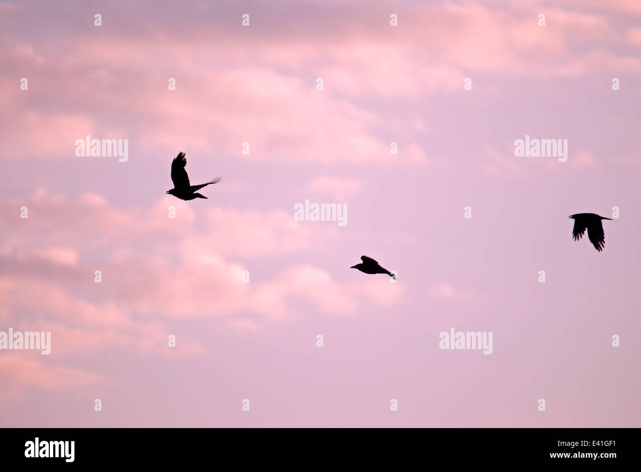 Gruppo di corvi contro un cielo rosa, Paesi Bassi Foto Stock