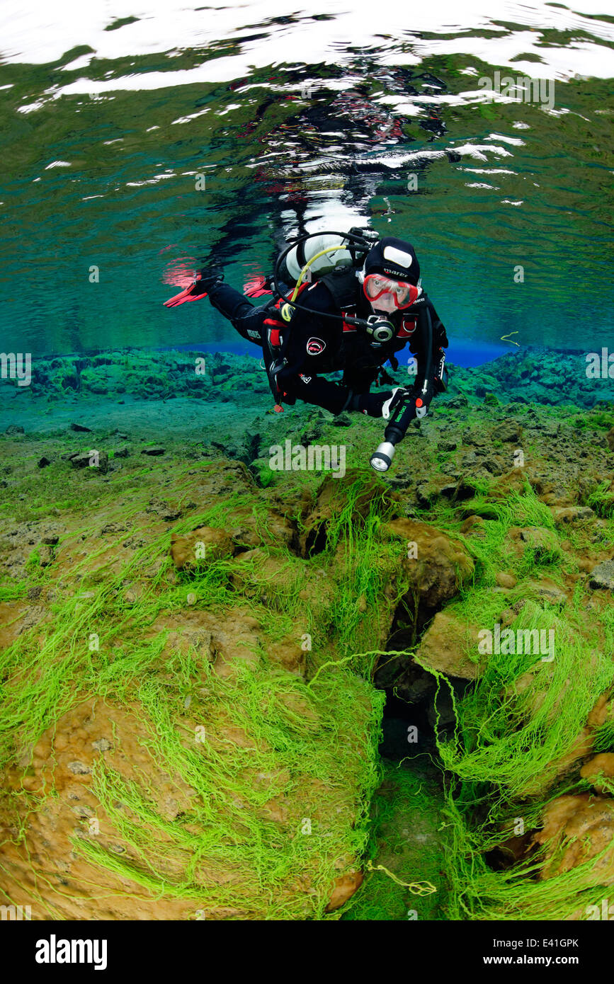 Scuba diving in Silfra Crack, Isola, Silfra, thingvellir Nationalpark, Islanda Foto Stock