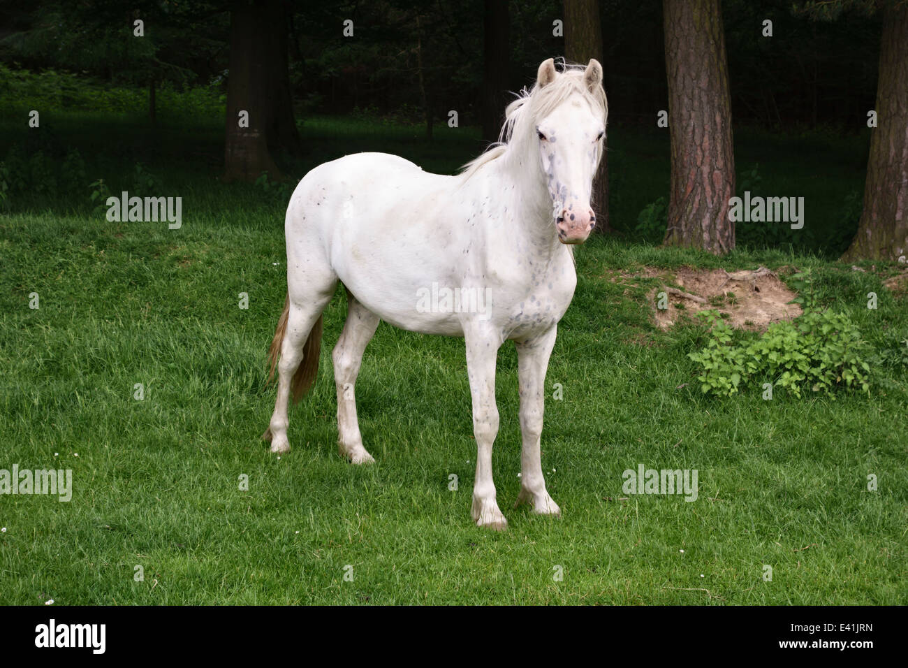 Un cavallo bianco solitario si trova di fronte a un legno scuro, nel Regno Unito Foto Stock