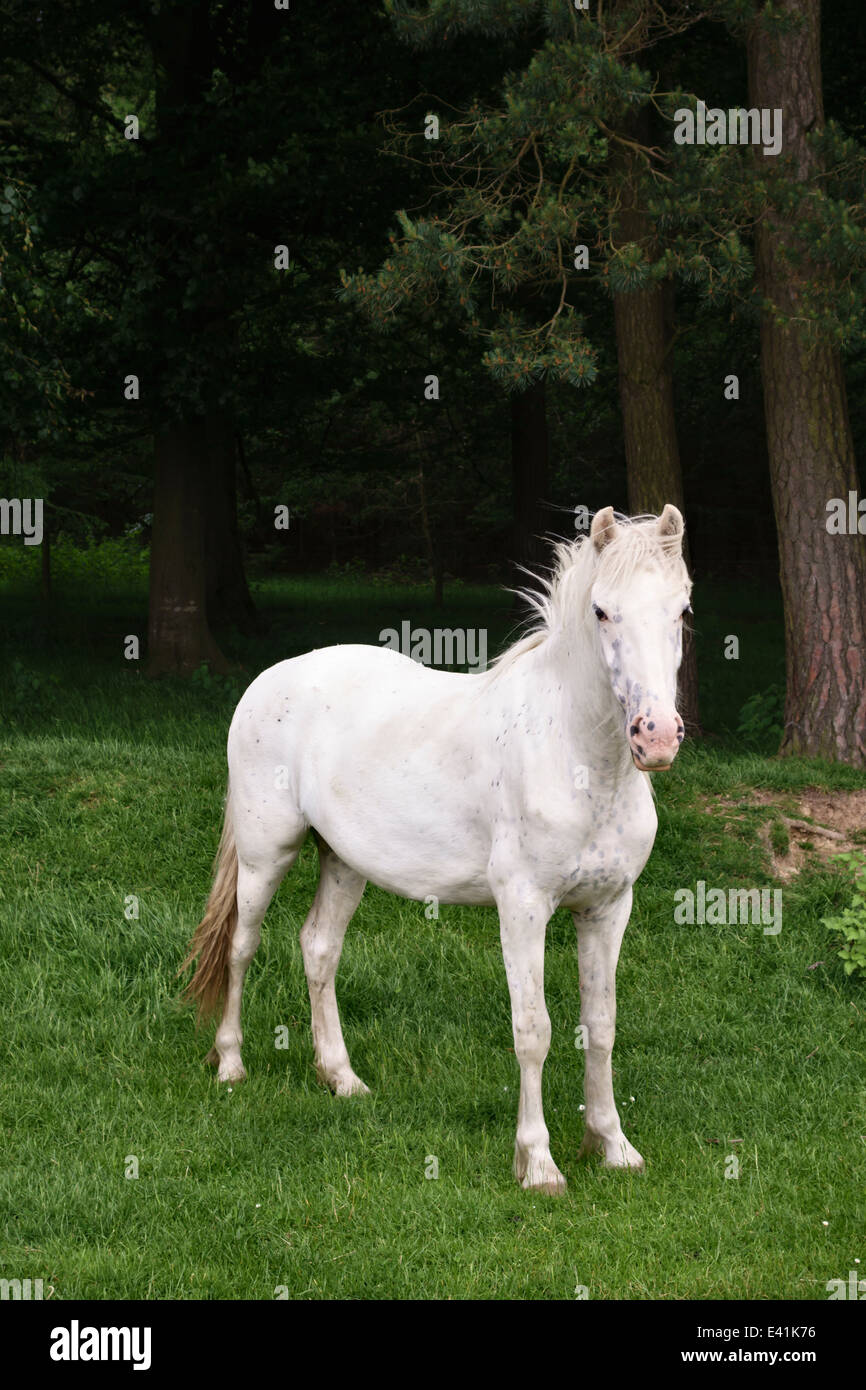 Un cavallo bianco solitario si trova di fronte a un legno scuro, nel Regno Unito Foto Stock