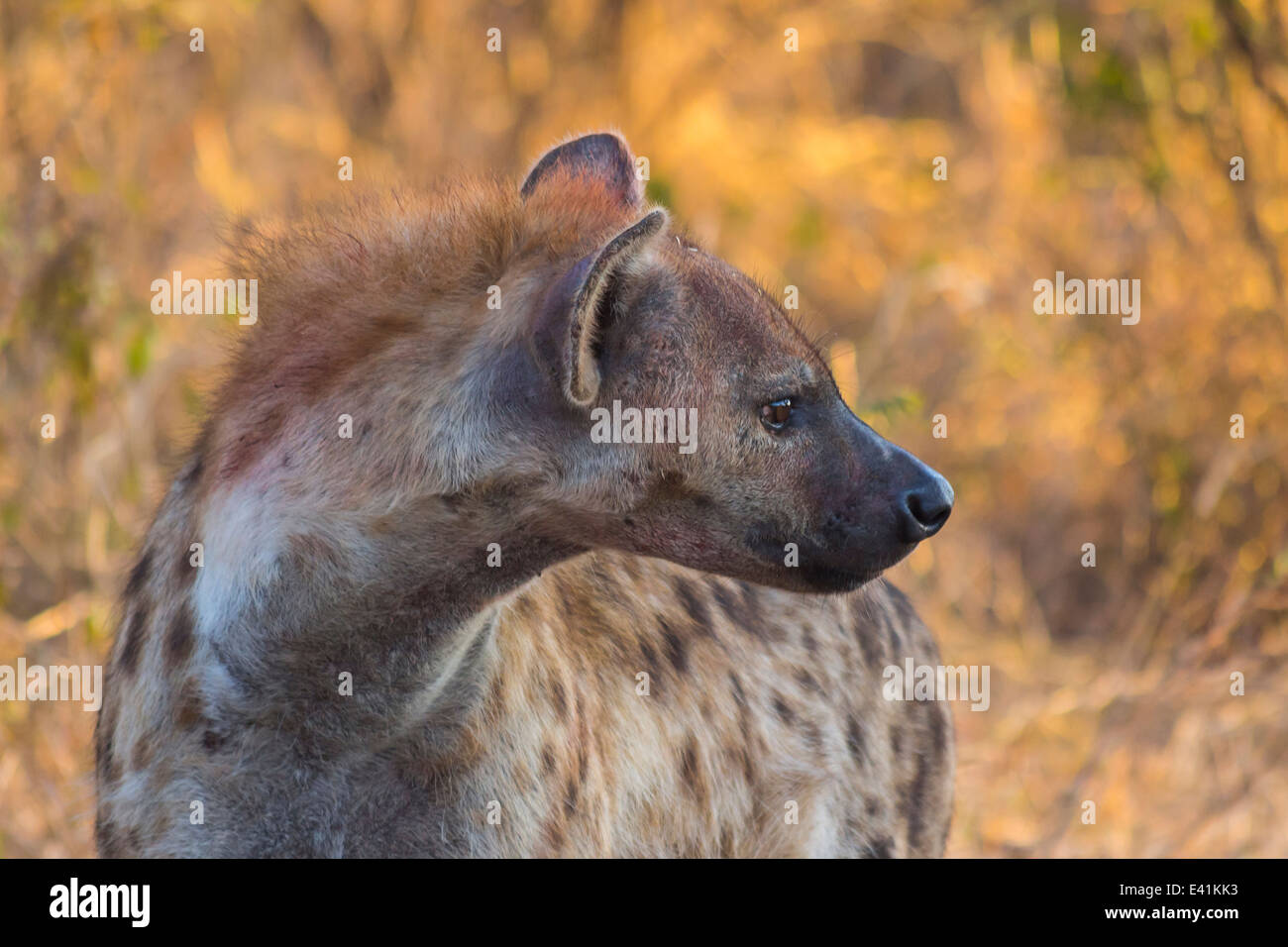 Adulto hyena nel selvaggio Foto Stock