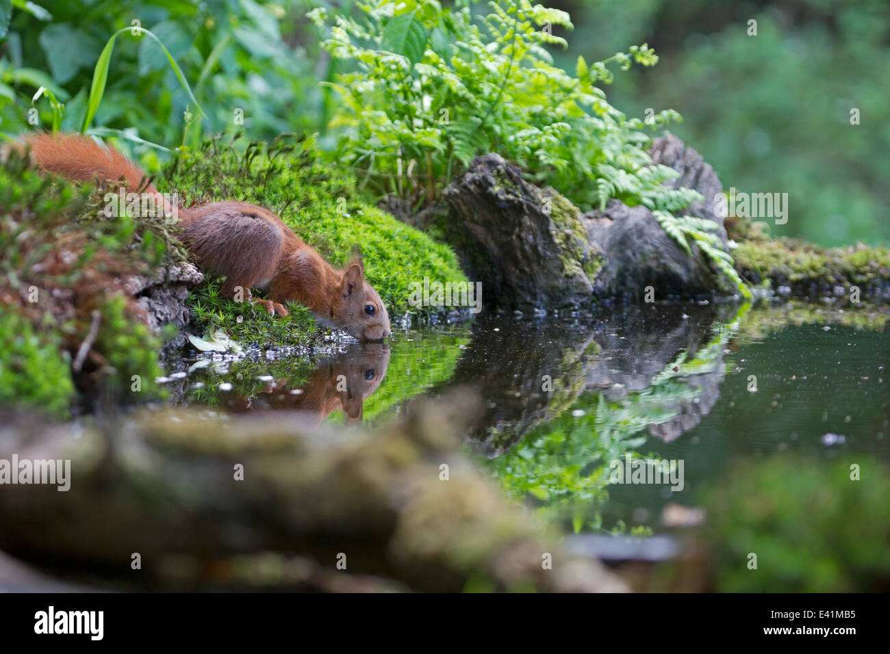 Lo scoiattolo bere da una foresta lago, Paesi Bassi Foto Stock