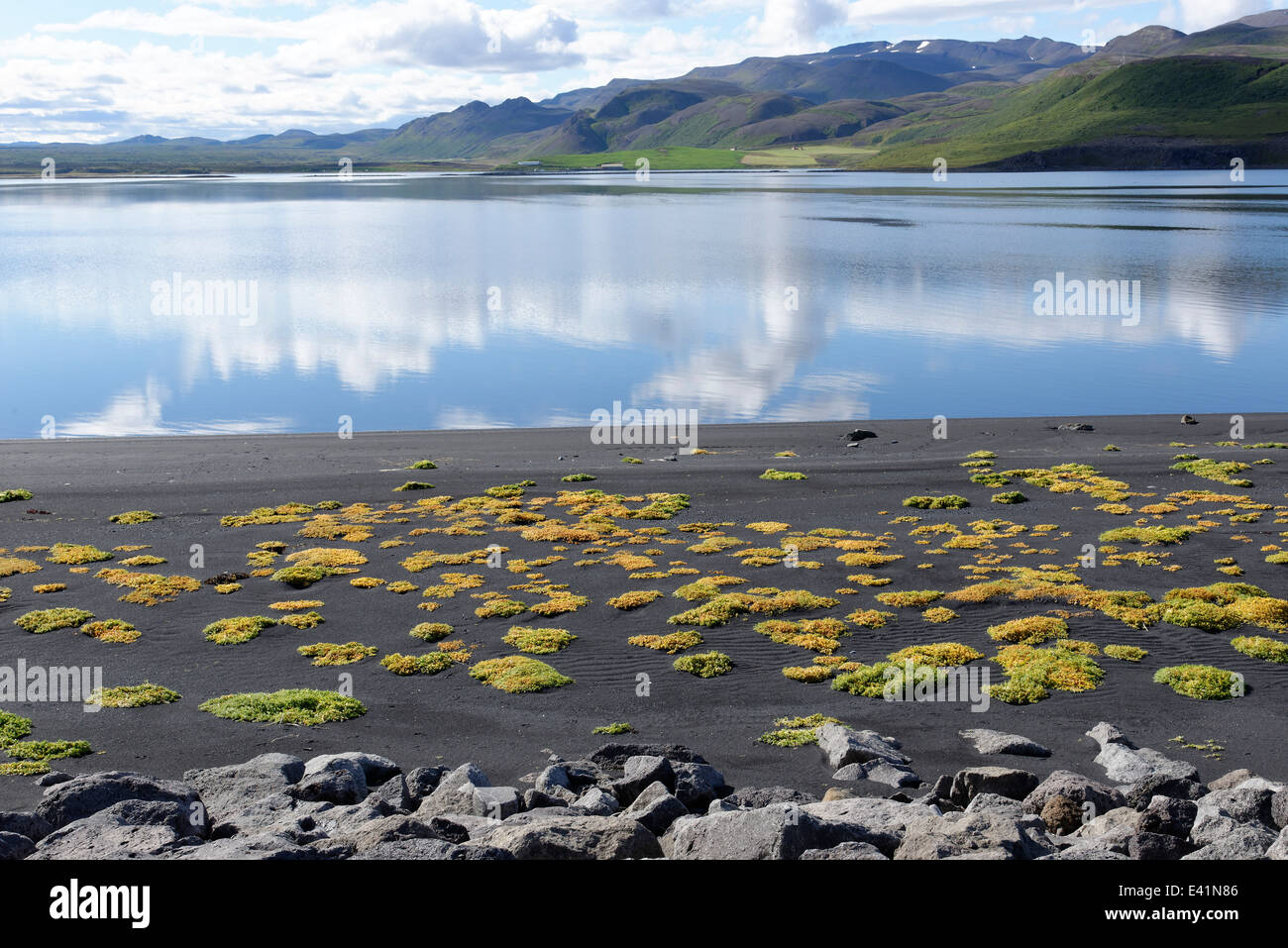 Baia di Marina con halophytes, sale piante tolleranza, bay lonslon, Nord Islanda Foto Stock