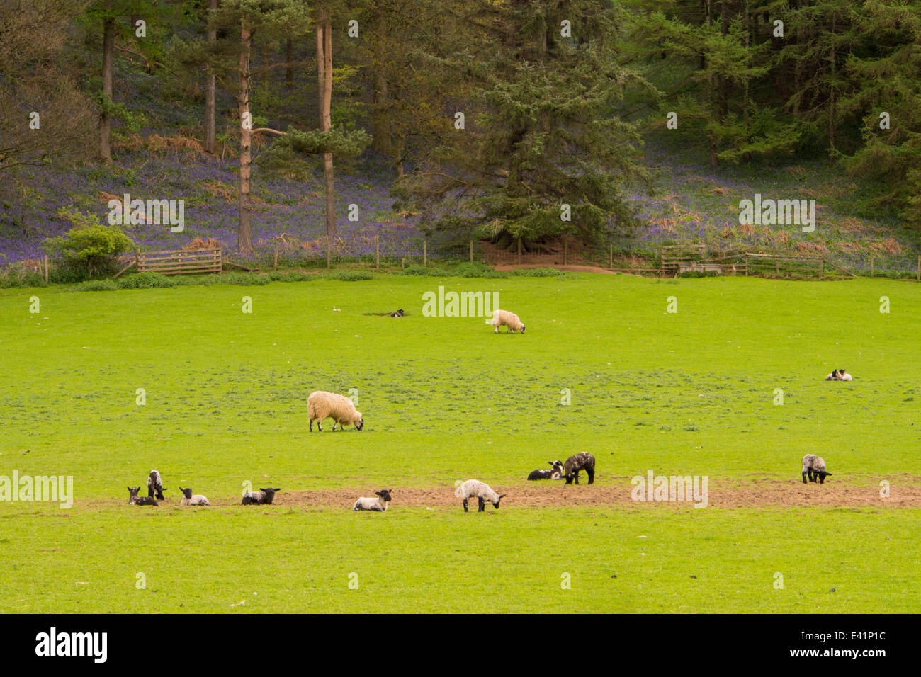 Bluebells grwoing in un bosco in Kirkoswold, Eden Valley, Cumbria, Regno Unito. Foto Stock