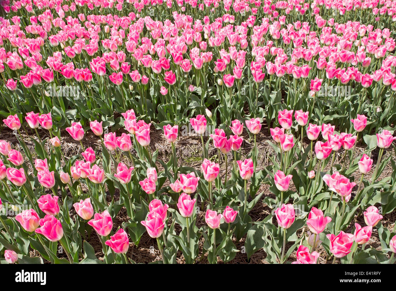 Tulipani rosa, Paesi Bassi Foto Stock