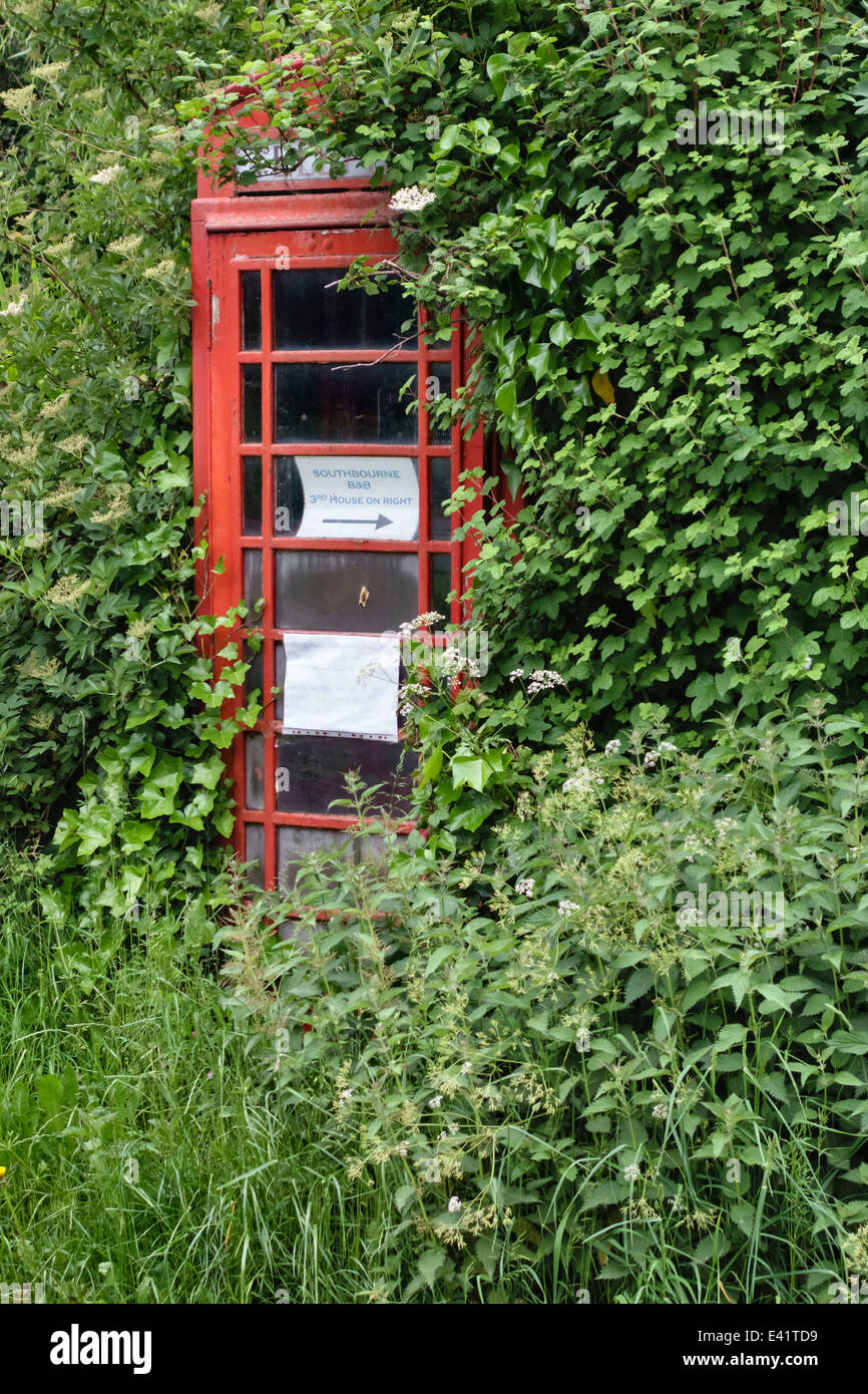 Un vecchio telefono nel kiosk Herefordshire, UK, quasi perso nella siepe sovradimensionate Foto Stock