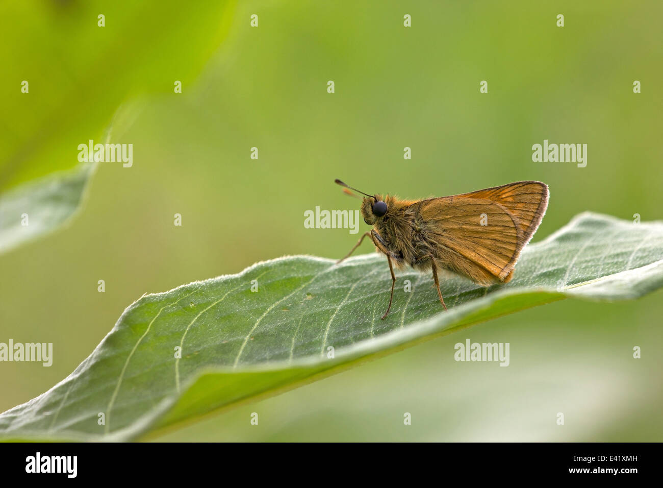 Butterfly si siede su un impianto, Paesi Bassi Foto Stock