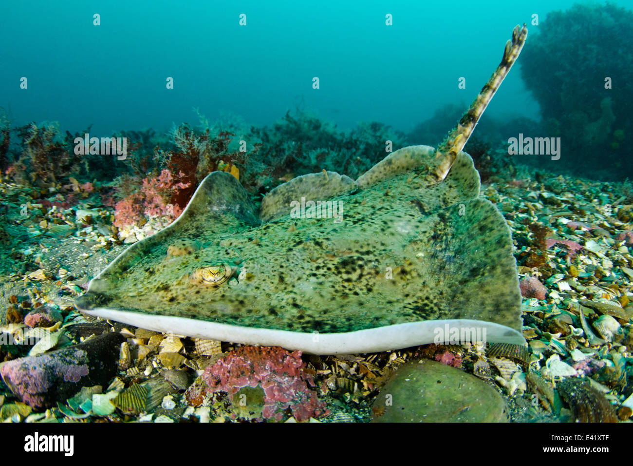 Pattino spinosa, raggi stellato, poco Strytan, piccolo camino, Akureyri, Eyjafjord, Nord Islanda, Mare di Groenlandia Foto Stock