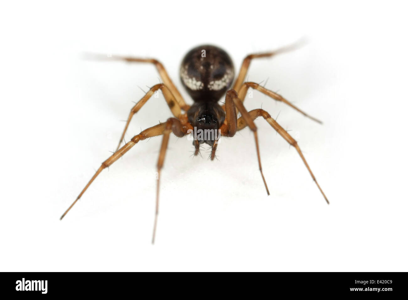 Erbe femmina amaca spider (Neriene clathrata), parte della famiglia Linyphiidae - Sheetweb tessitori. Isolato su sfondo bianco. Foto Stock