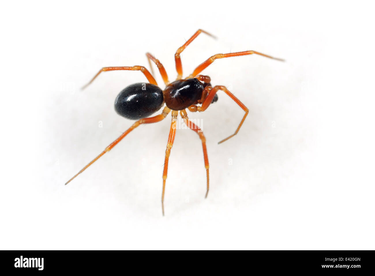 Gongylidium maschio sp spider, parte della famiglia Linyphiidae. Isolato su sfondo bianco. Foto Stock
