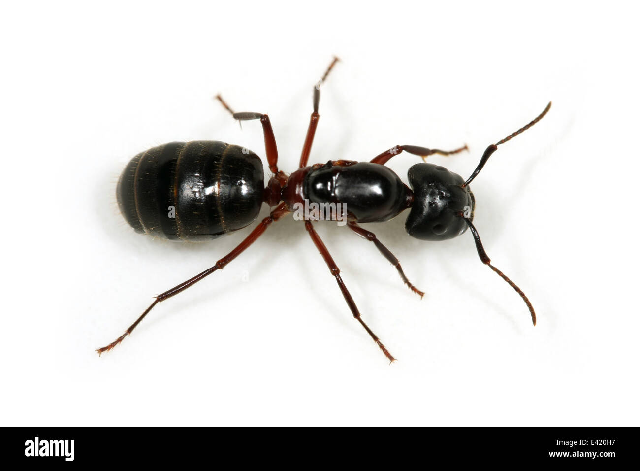 Un gigante Carpenter ant, isolati su sfondo bianco Foto Stock