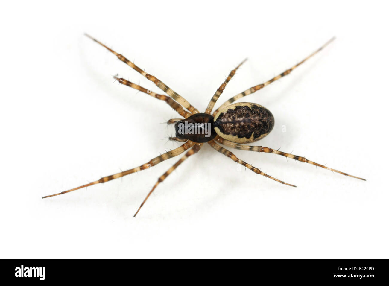 A molla femmina amaca-spider (Neriene montana), parte della famiglia Linyphiidae - Sheetweb tessitori. Isolato su sfondo bianco Foto Stock