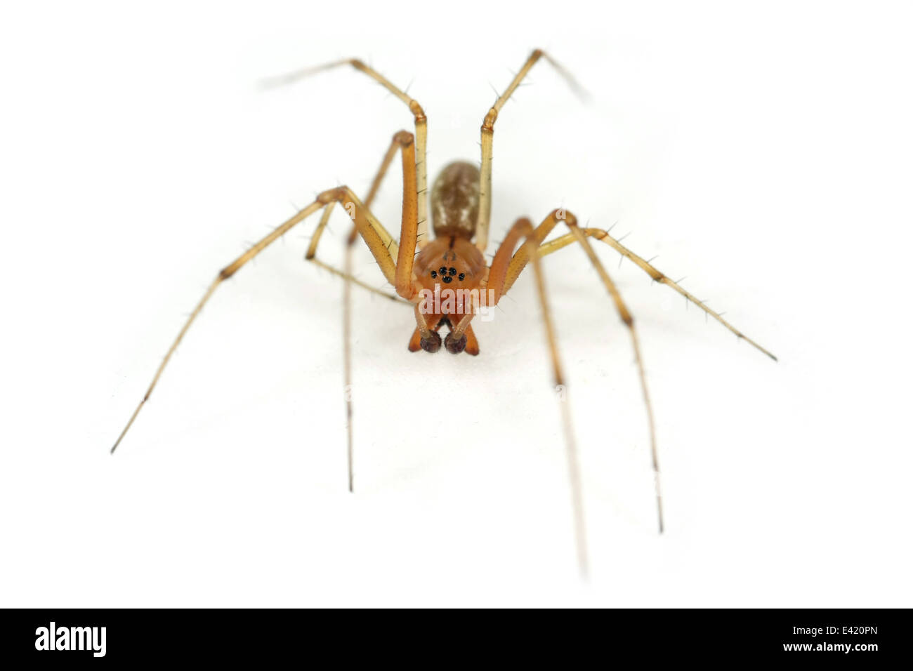 Maschio amaca comune-weaver (Linyphia triangularis) spider, parte della famiglia Linyphiidae - Sheetweb tessitori. Isolato su bianco. Foto Stock