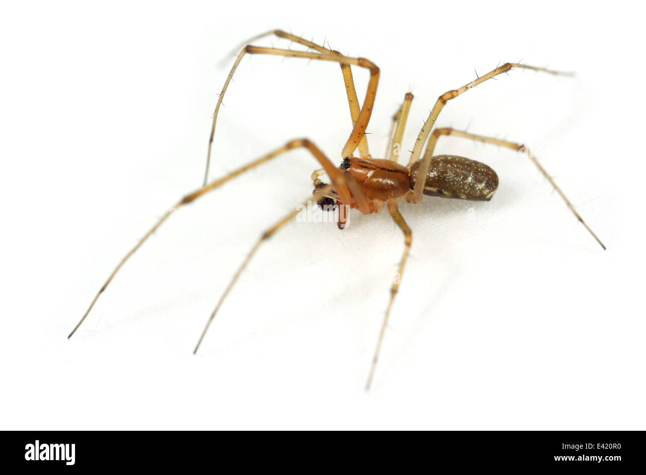Maschio amaca comune-weaver (Linyphia triangularis) spider, parte della famiglia Linyphiidae - Sheetweb tessitori. Isolato su bianco. Foto Stock