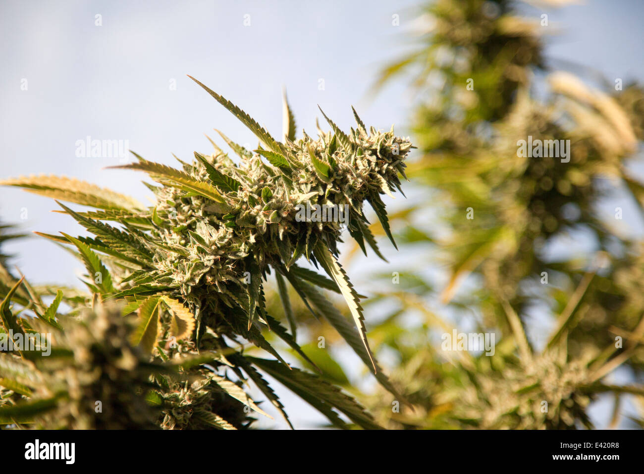 Fiore di canapa (Cannabis sativa) Foto Stock