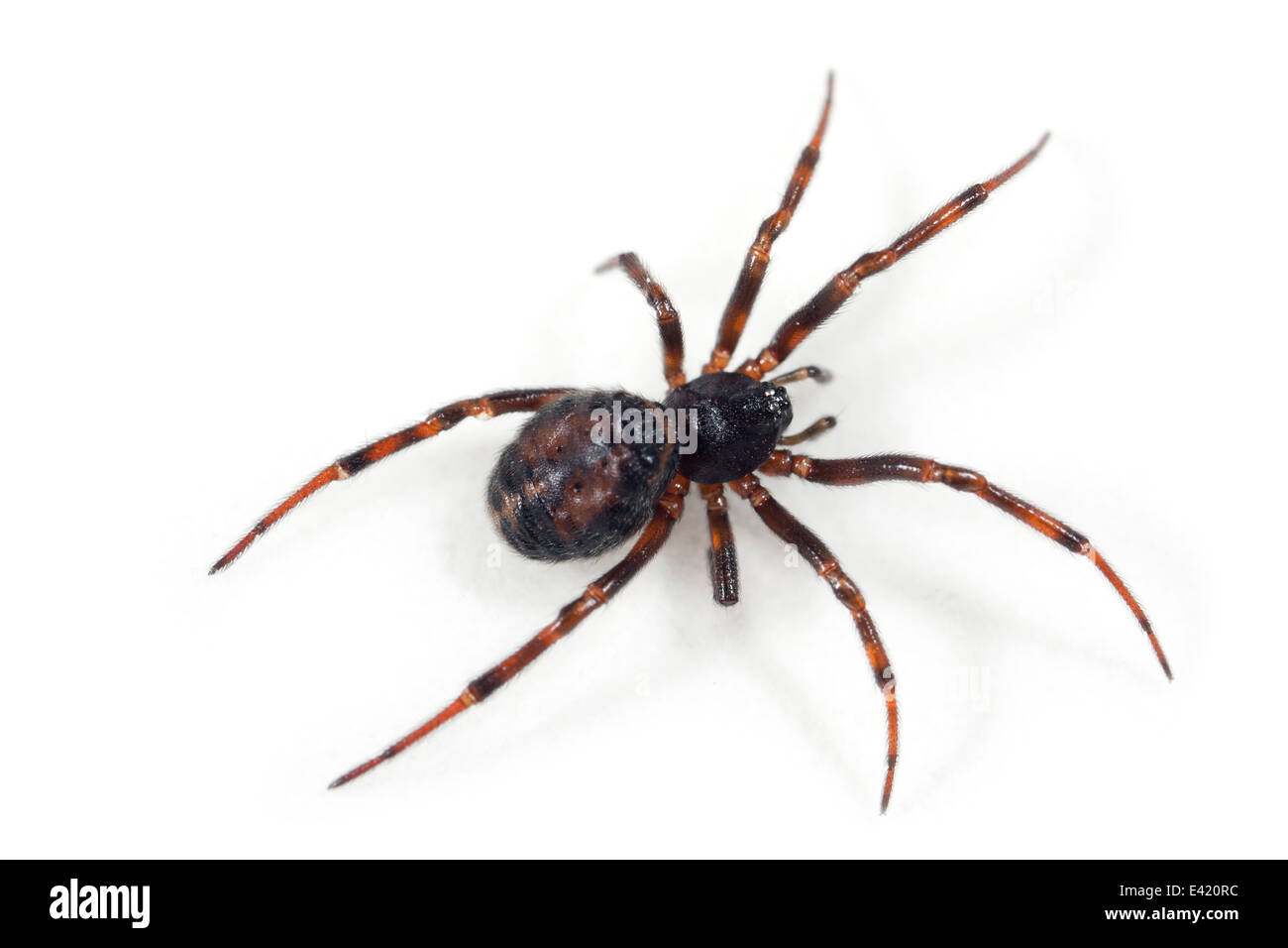 Femmina Steatoda bipunctata (Comune di falso-vedova) spider, parte della famiglia Theridiidae. Isolato su sfondo bianco. Foto Stock