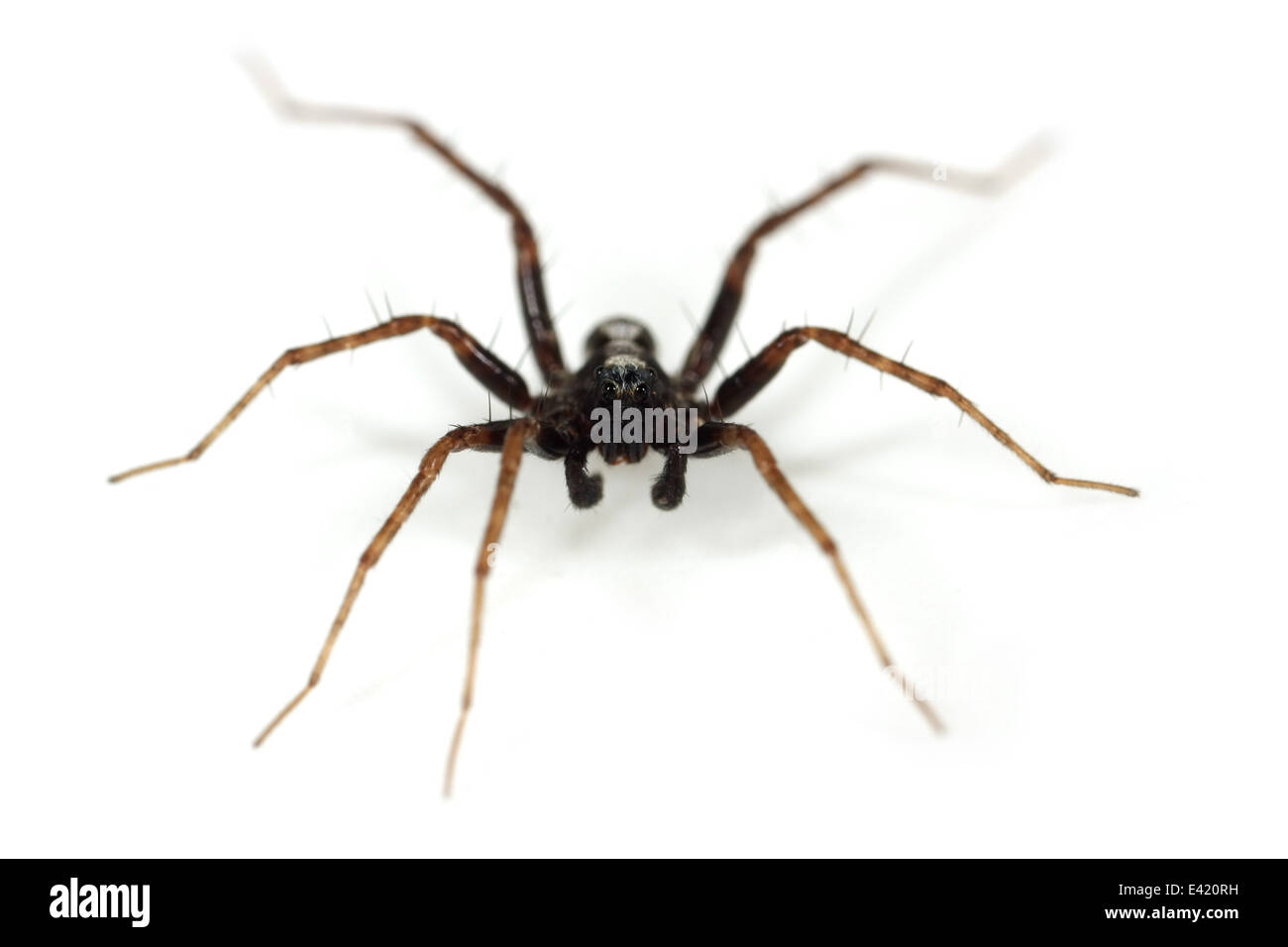 Voce maschile Pardosa lugubris spider, parte della famiglia Lycosidae - Wolf ragni. Isolato su sfondo bianco. Foto Stock