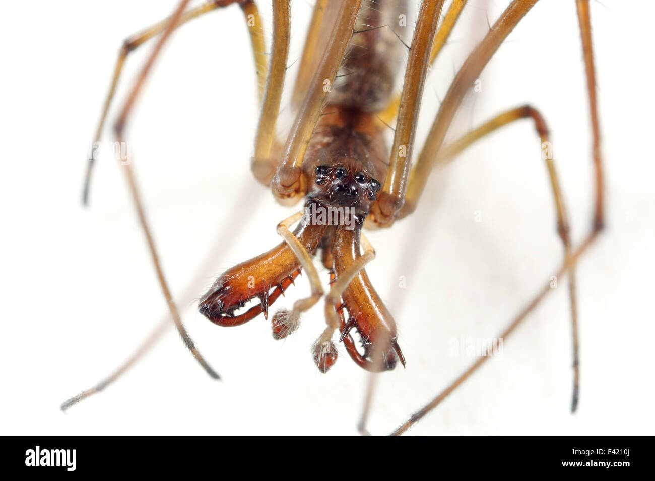 Maschio tratto scuro-spider (Tetragnatha nigrita), parte della famiglia Tetragnathidae - Longjawed orbweavers o Stretch ragni. Foto Stock