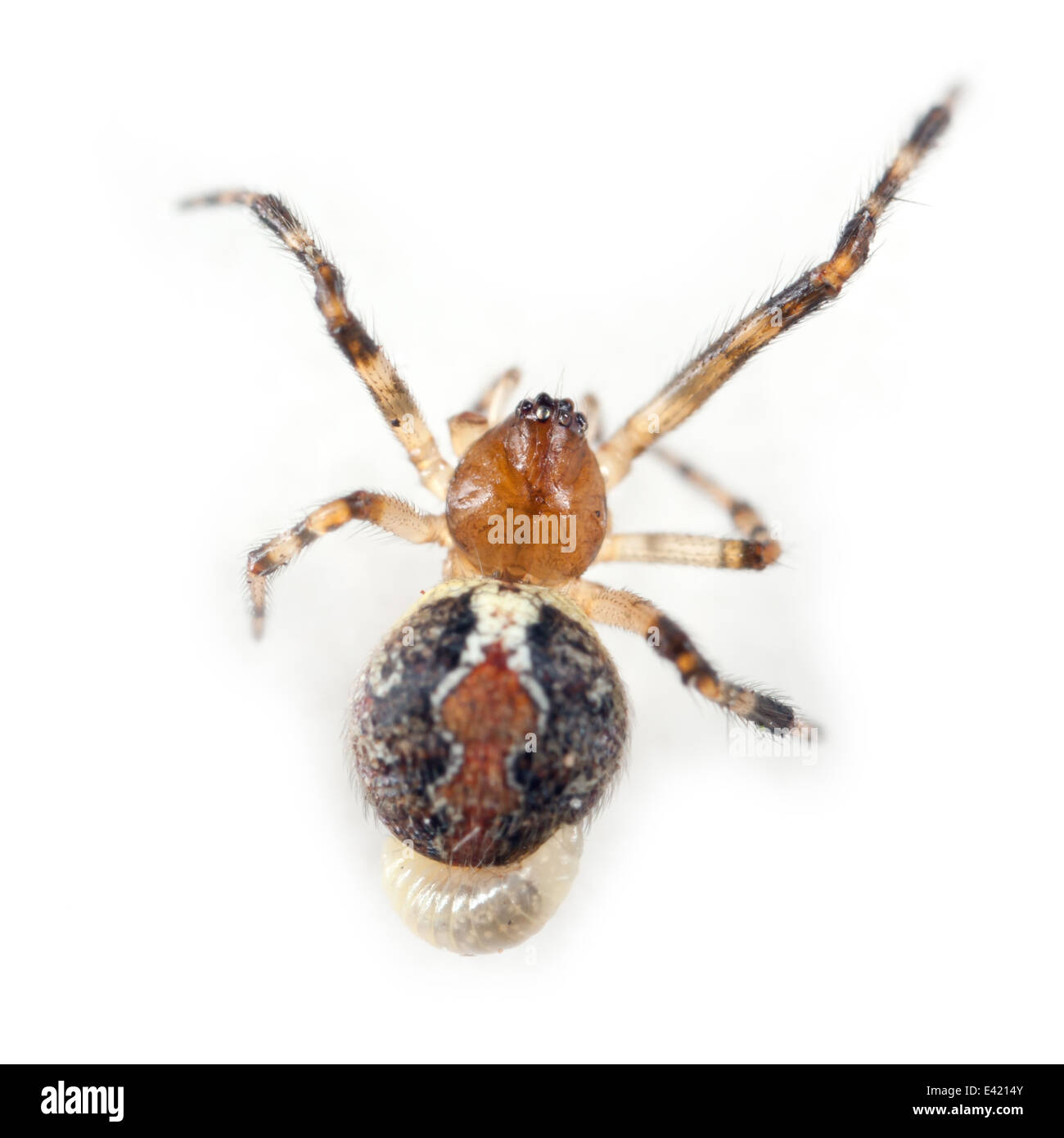 Femmina pinastri Theridion spider, parte della famiglia Theridiidae (ragnatela tessitori) con un parassita larva attaccato al suo addome. Foto Stock