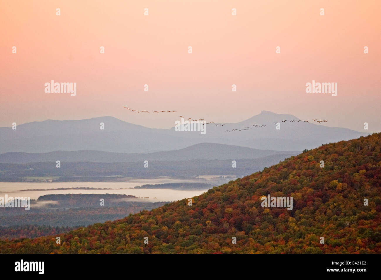 Oche volano a sud di sunrise oltre il verde delle montagne del Vermont durante la stagione autunnale presso un parco statale. Foto Stock