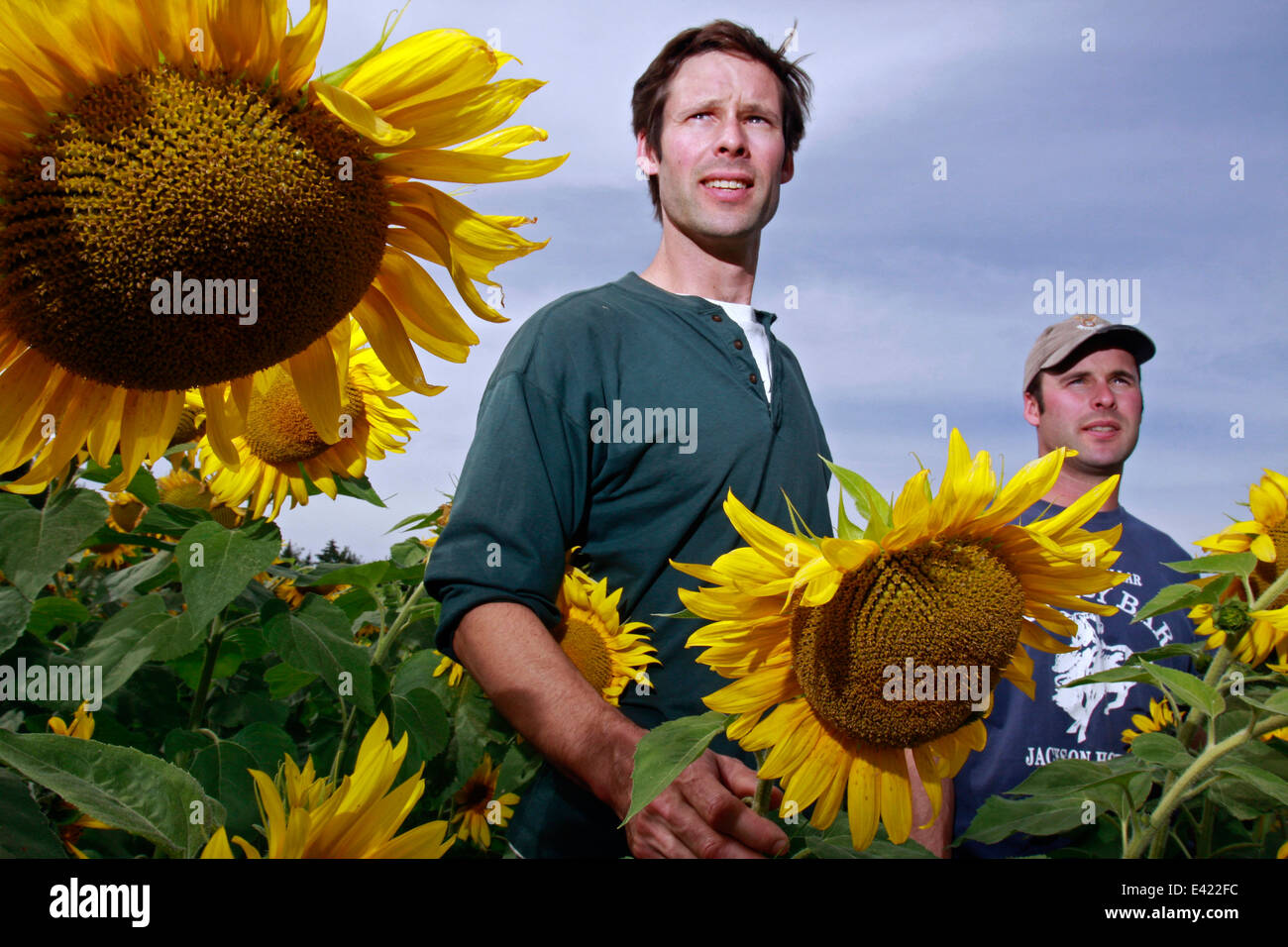 Gli agricoltori del Vermont, Nick e Taylor Meyer con girasole raccolto da mietere come fonte di energia rinnovabile della loro azienda. Foto Stock