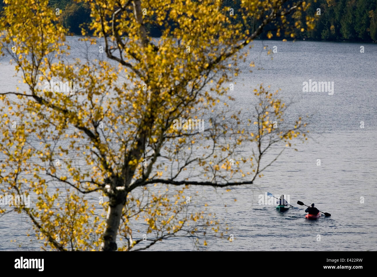 Autunno a colori riempie il colore di primo piano come una coppia di testa kayakers attraverso il lago di Willoughby in Westmore, Vermont, Ottobre 17, 2007. Foto Stock