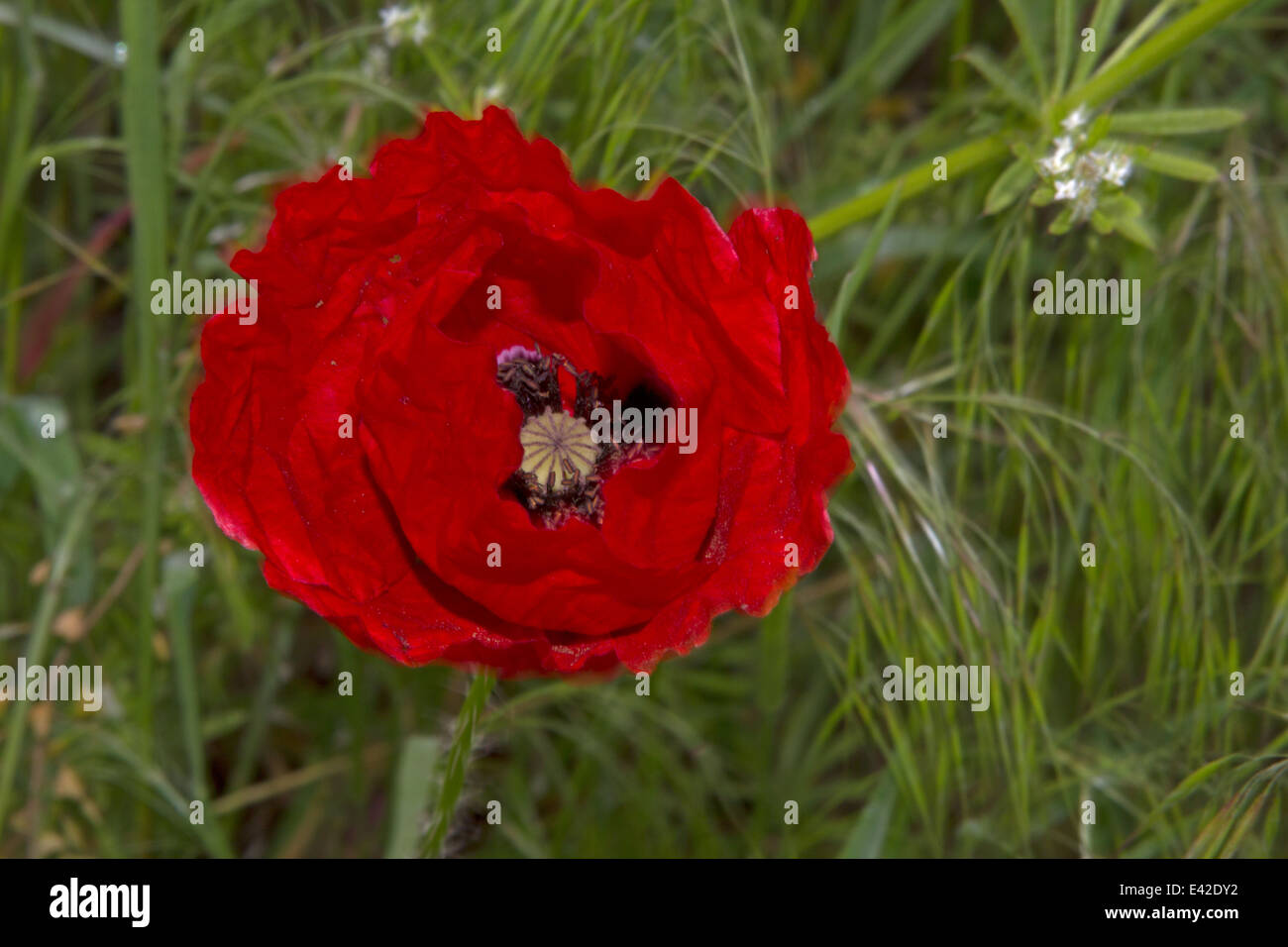 Il papavero nel vento in Bulgaria Foto Stock