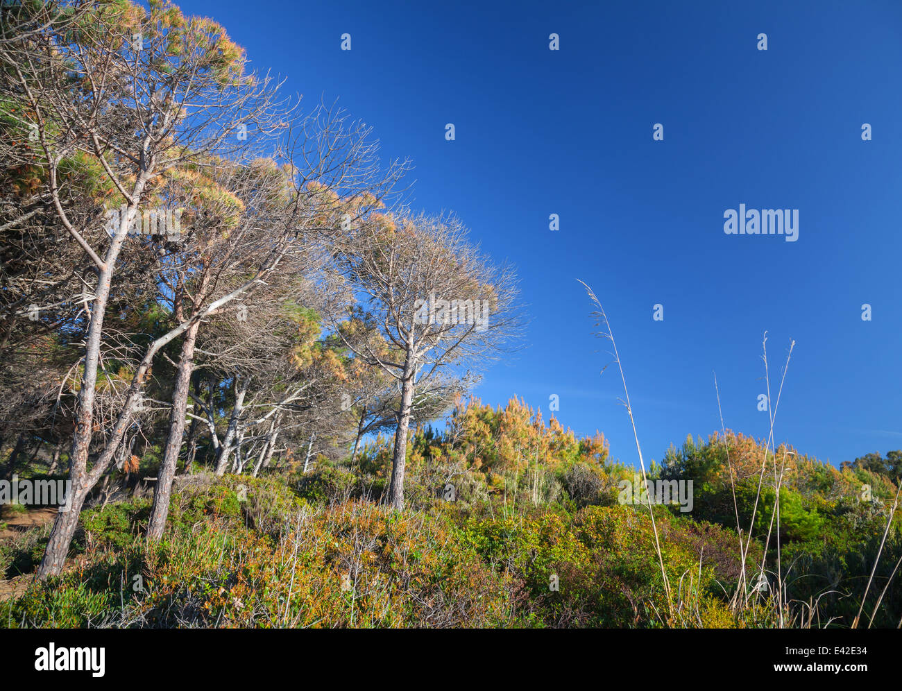 Foresta costiera, in Marocco, a secco di alberi di pino e profondo cielo blu Foto Stock