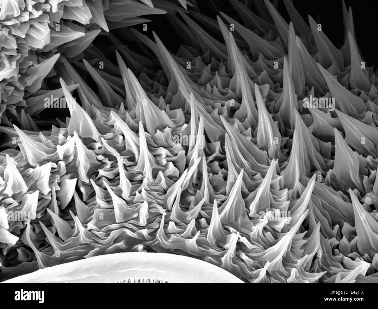 Microscopio elettronico a scansione sem immagini e fotografie stock ad ...